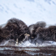 Illustration for article titled Wildlife Photo Contest Shows Nature Can Be Cruel—But Also Kind